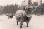 © Nicole Houde, Belles vaches Highland