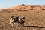 © Nicole Houde Chèvres dans le désert de Erg Chebbi